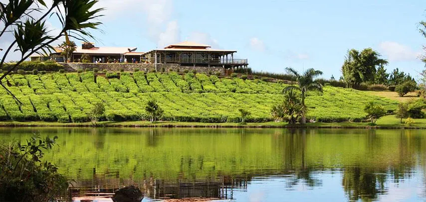 Bois Chéri – Plantation de Thé